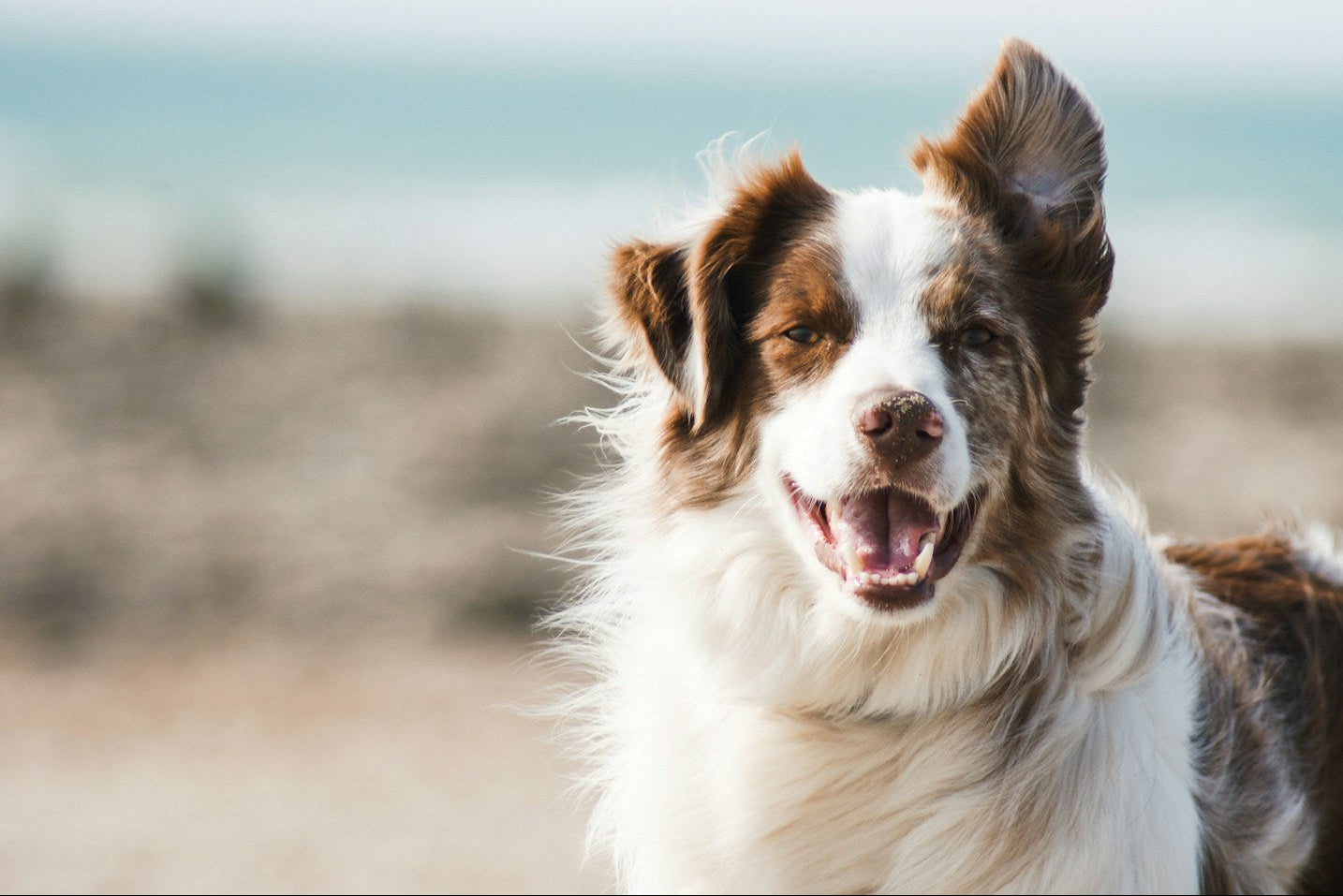 Happy dog running outdoors - Fulflo hero image